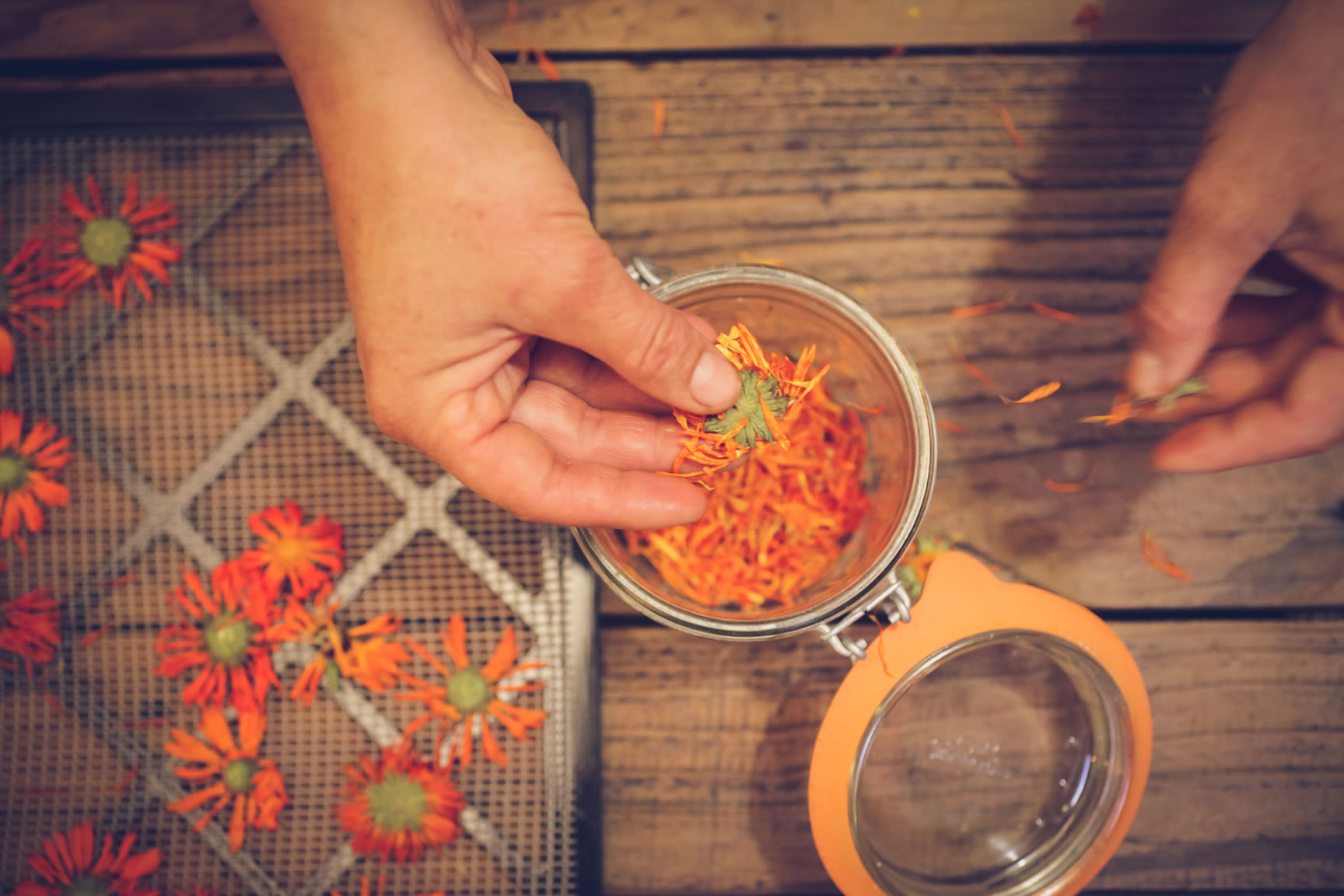 harvest dry calendula flowers