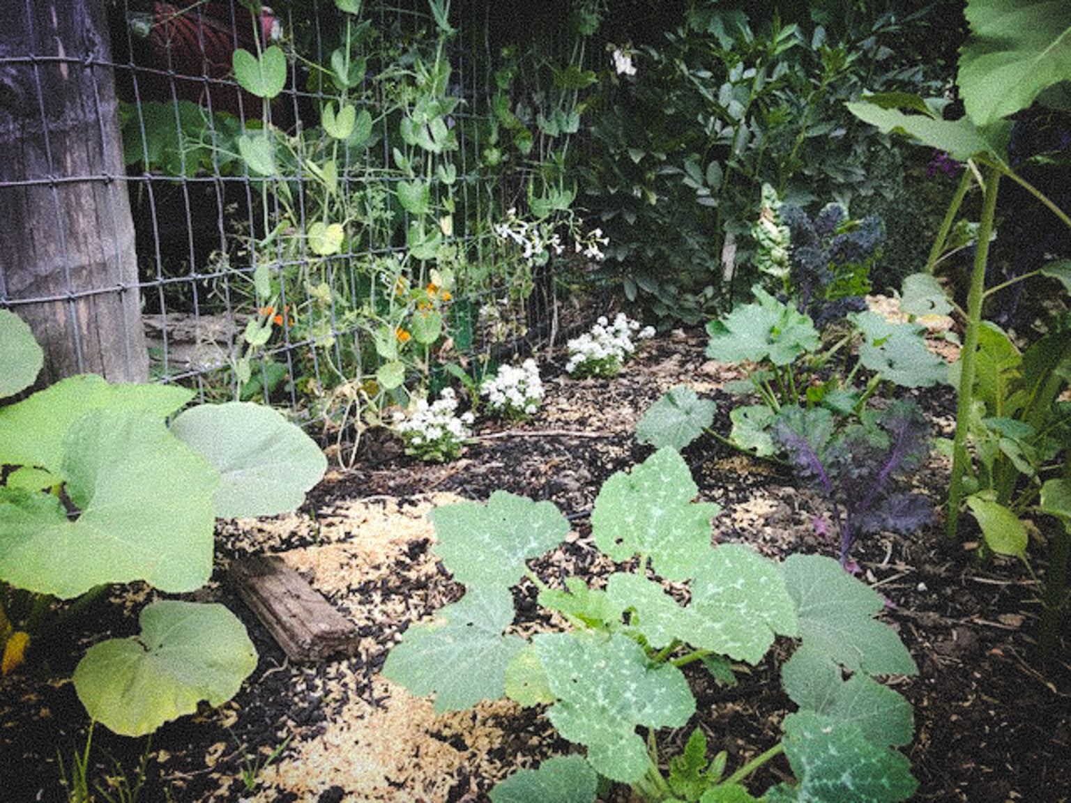 squash starts