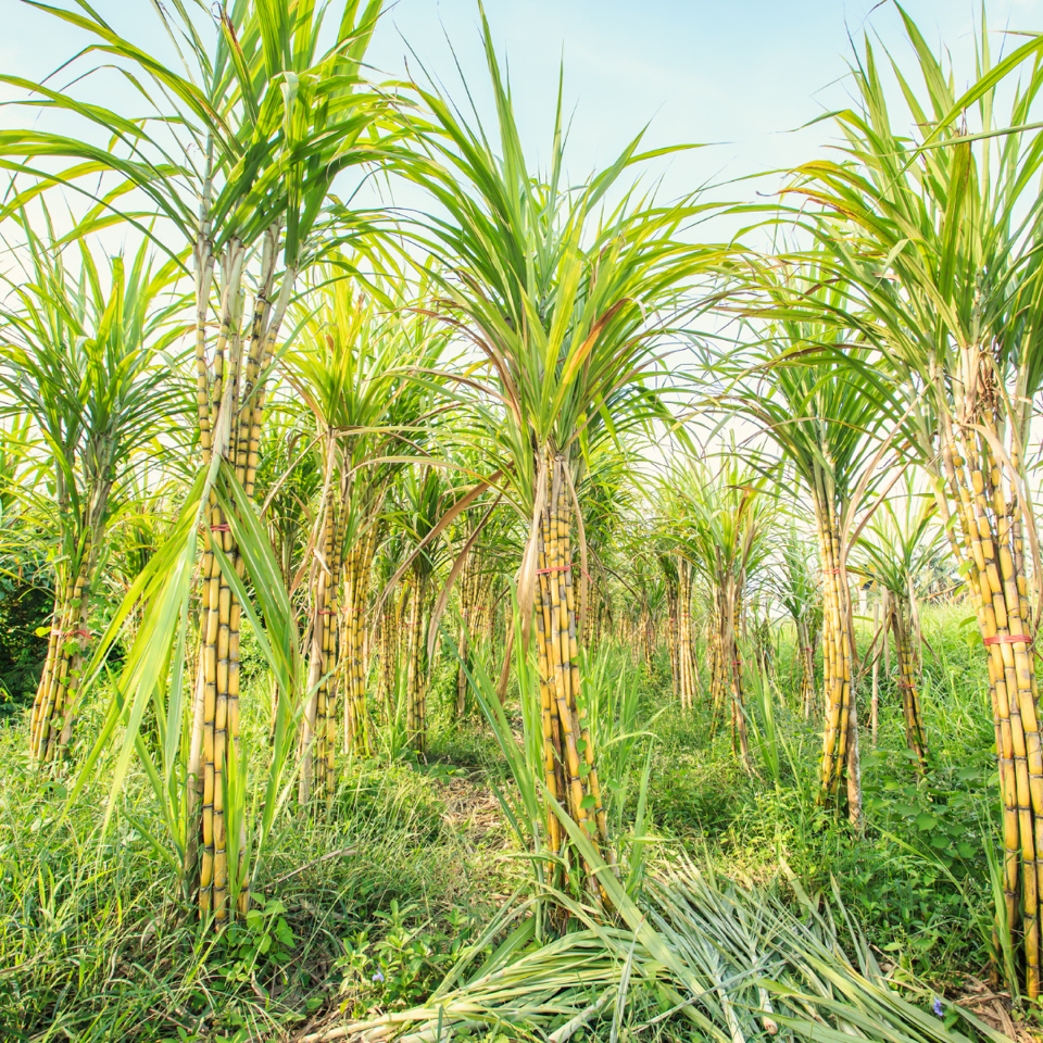 ايموجي مناظر طبيعية  Sugarcane_1400x