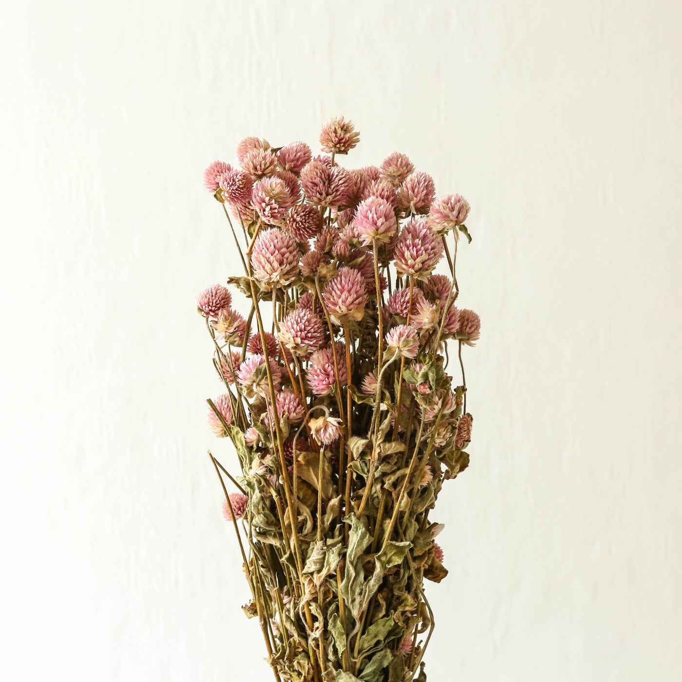 Bunch of Dried Gomphrena - Pink – Berylune