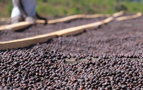 Dry Coffee Cherries in Kenya (source: baristainstitute.com)