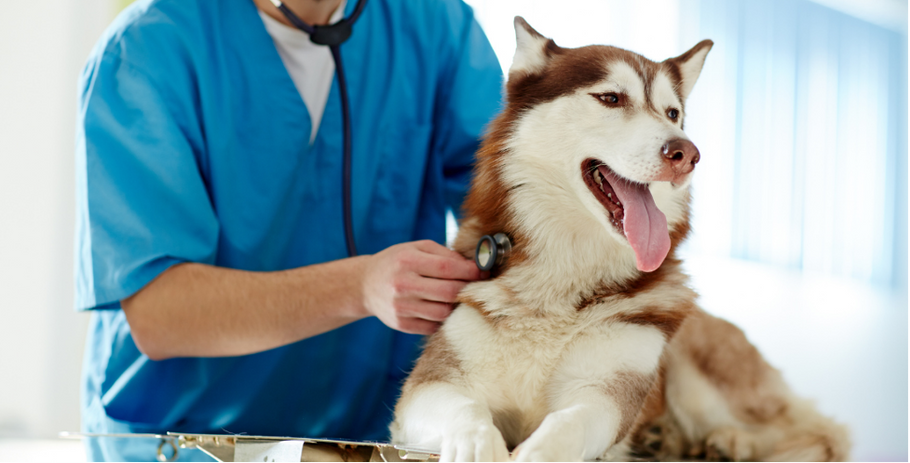 can my dog live a normal life with hip dysplasia