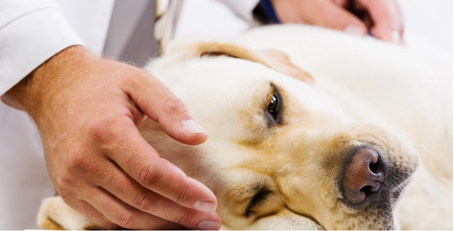 how to help a dog who has arthritis