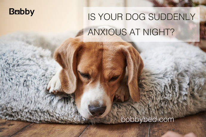 Is Your Dog Suddenly Anxious at Night? Solutions and Tips – Bobby Bed