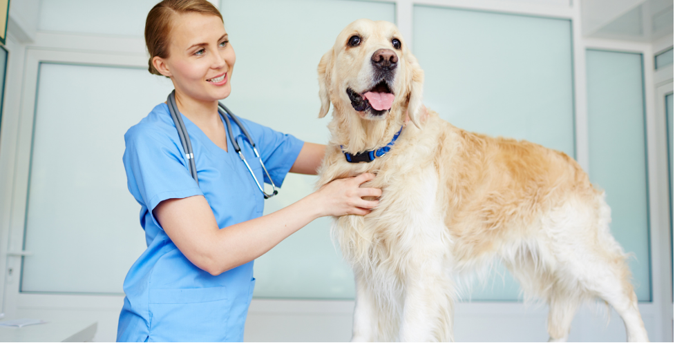 Golden Retriever & Veterinarian with Dog