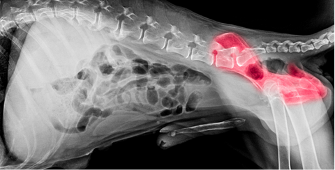 hip displasia x-ray