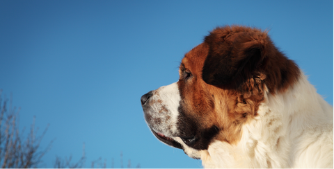 Saint Bernard breed dogs