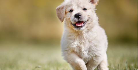 Young Labrador