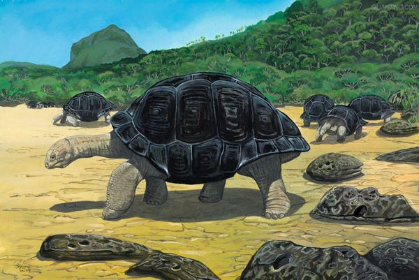 6.Domed Mauritius giant tortoise