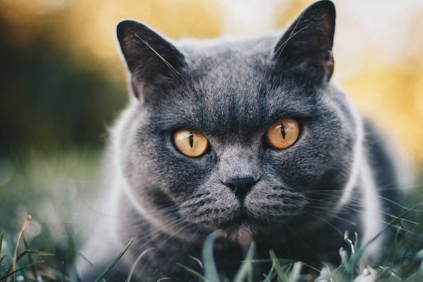 british shorthair cat