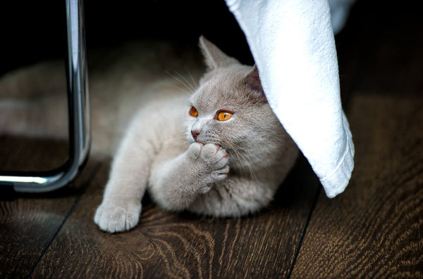 British shorthair cat 