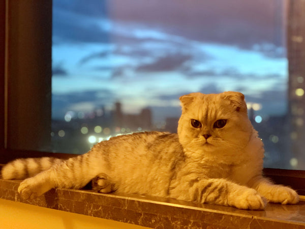 British shorthair cat