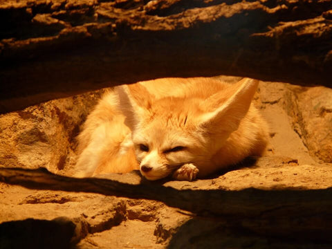 Smallest canine Fennec fox