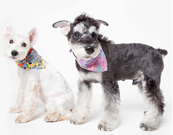Little-monsters-dog-bandana-dog-bandana-velcro-dog-scarf