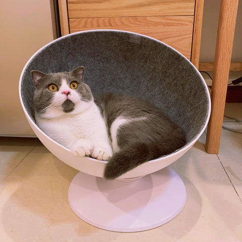 aipaws cat bed