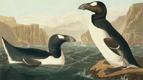  Great auk Pinguinus impennis