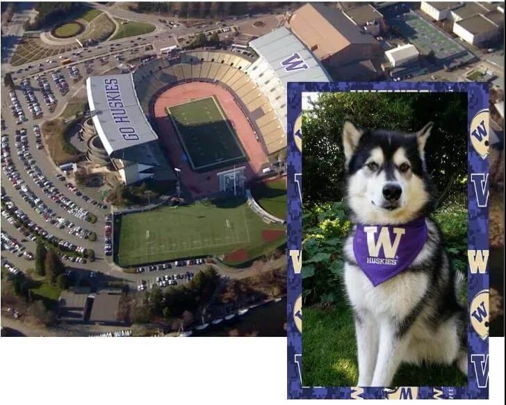 The mascot of the university of washington is also a huskies
