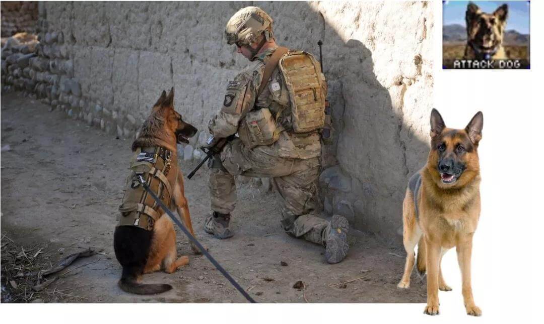 US military dog german shepherd