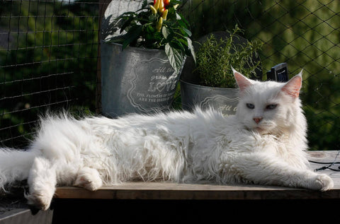 white maine coon cat long hair