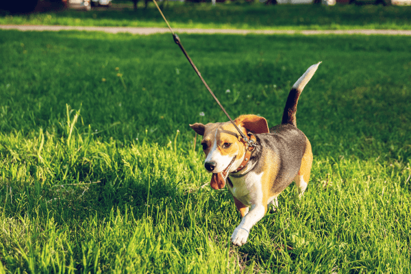 Brown and black beagle dog walking on green grass