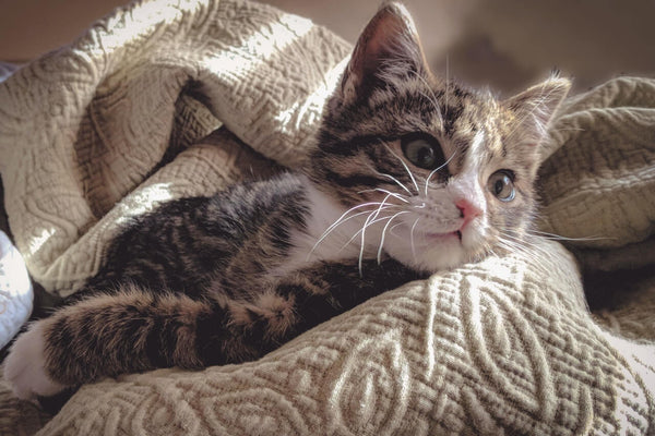 brown-tabby-cat-lying-down-on-gray-bed-sheet