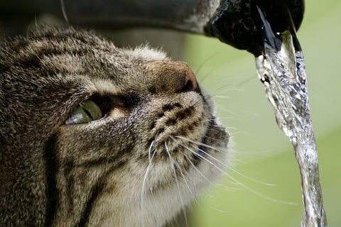 cat drinking ruining water