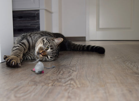 cat play with cat toy rat on the floor