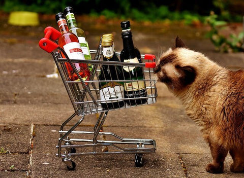 cat+alcohol