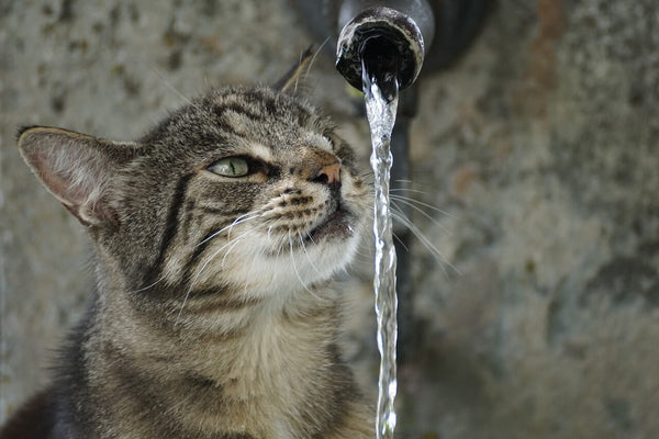 cat drinking running water