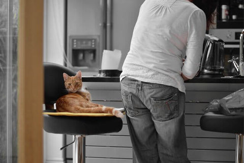 orange cat+kitchen+chair