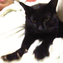black cat kneading