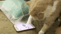 cat play phone game gif