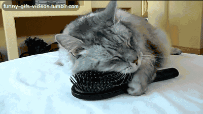 cat rub his head on a brush