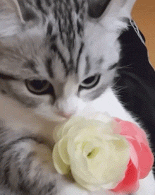 kitten smell a flower