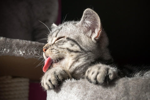 kitten cat tongue