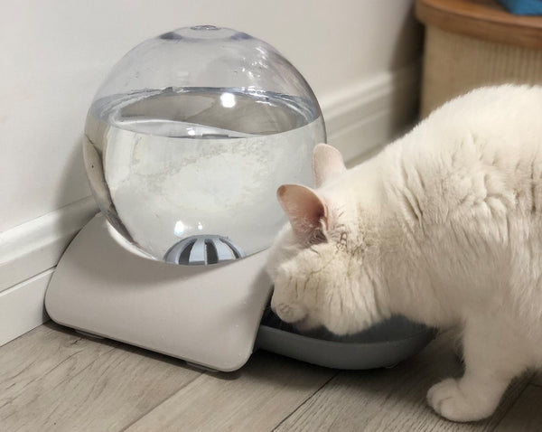 cat water dispenser bubble pet water bowl