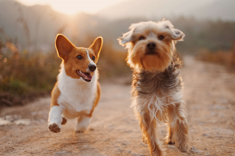 corgi dog and yorkie running 