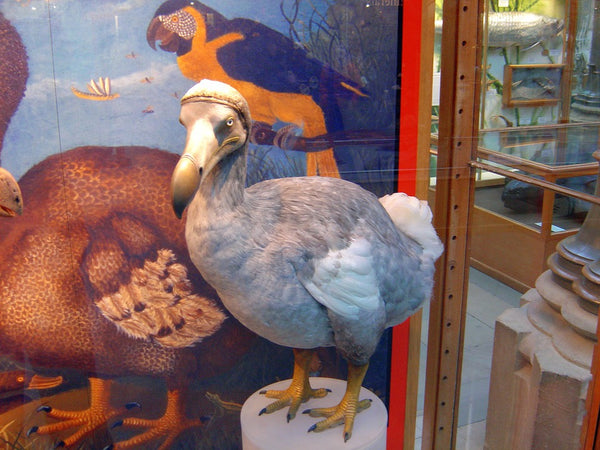 Dodo birds are one of the most famous species in extinction