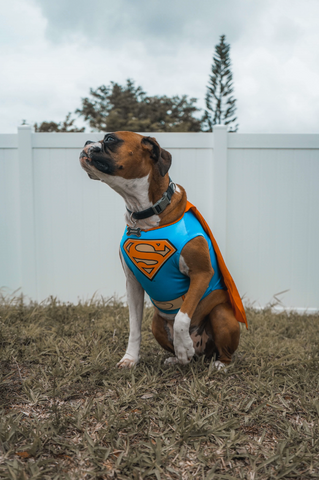 dog wear superman costume