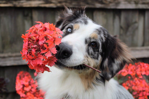 dog with red flower