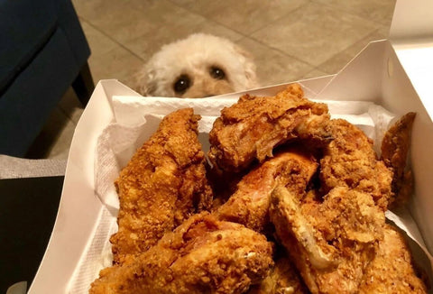 dog looking at fried chicken
