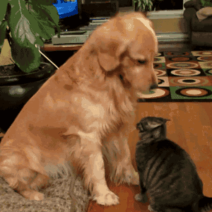 dog play with cat