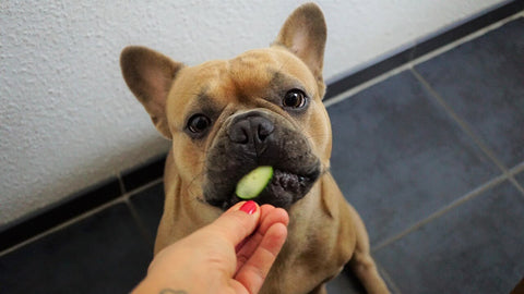 french bull dog eat cucumbers