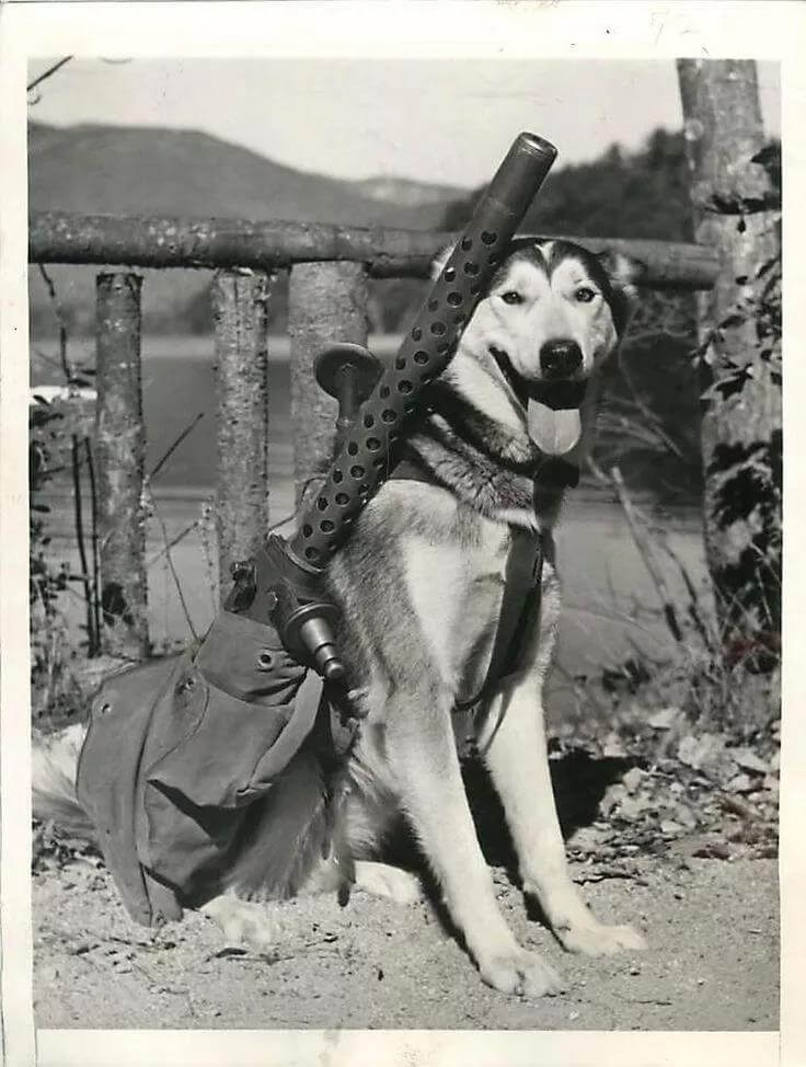 Husky helping soldiers to carry machine guns