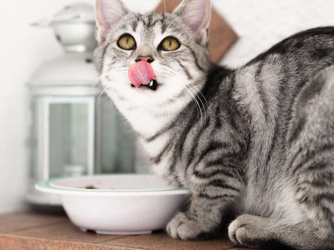 kitten cat eat food from a blow