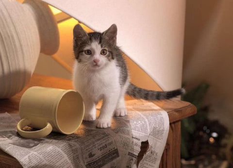 kitten with a big yellow cup on the table