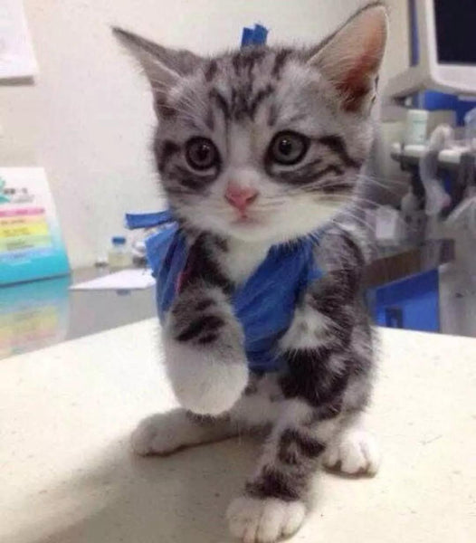 kitten arm broken cute kitten