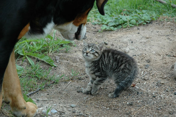 kitten with big dog