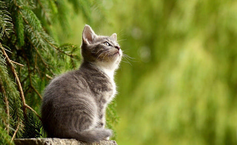 kitten with green background