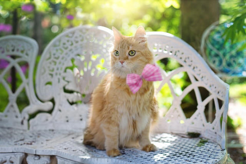 long hair cat under sunlight summer hot